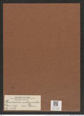Hemiaulus subsymetricus Grun. (de-Toni-Nr.: Genus 117, Species 3338) Zeichnungen Sammlung Grunow Mappe 03549 (Herbarium_W_Grunow_drawings_Folder_03549)